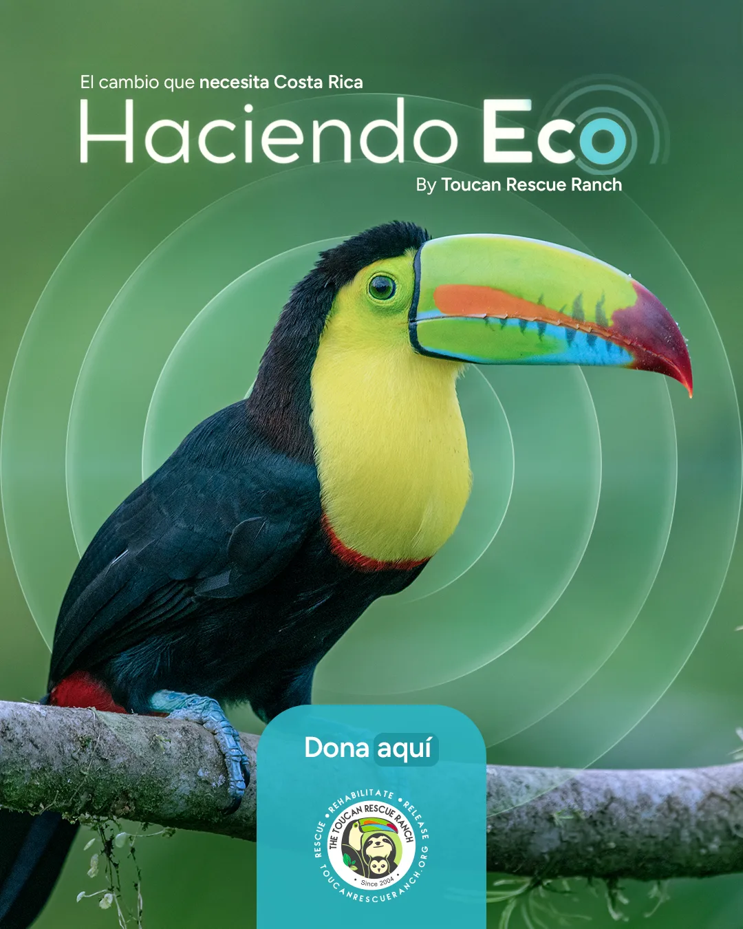 Toucan Rescue Ranch, KV «Haciendo Eco»